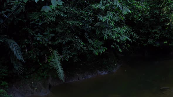Background of a dark waterbody lined with trees with dark colored leaves alt