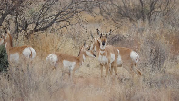 Herd of Pronghorn Antelope in Central Arizona alt