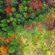 Aerial Drone View: Vivid and colorful forest in autumn, above treetops - VideoHive Item for Sale