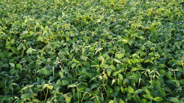 Aerial Shot of Green Soybean Field at Agricultural Farm