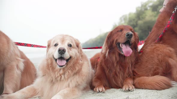 Cute Golden retriever dogs laying down on the sand and resting on the beach in the morning