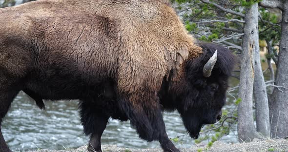 Buffalo Walking Along Riverside in Yellowstone