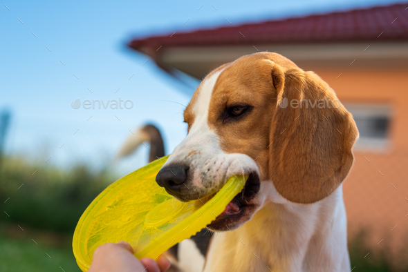 Tug of war with beagle dog in backyard