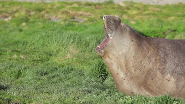 Elephant Seal Roaring alt