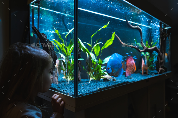 2-3 year old child watching fish swiming in big fishtank, aquarium Stock  Photo by IciakPhotos