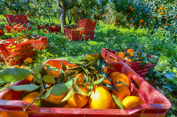 Red plastic fruit boxes full of oranges by orange trees during harvest season in Sicily