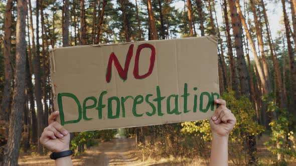 No Deforestation Cardboard Poster in Hands in the Forest alt
