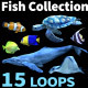 Fish Collection - VideoHive Item for Sale