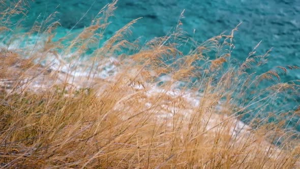 Dry yellow grass at blue sea