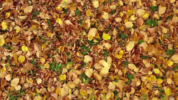 Autumn leaves on green grass. Yellow, orange linden leaves lying on the ground.