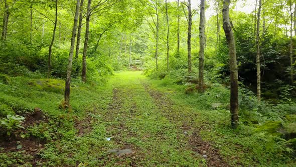 Go into the Green Macahel Forest in North of Turkey