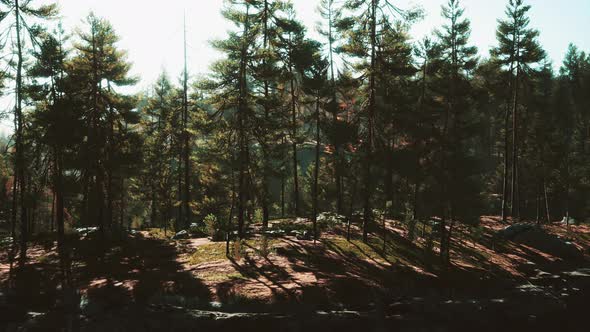 Wild Pine Trees at Dawn During Sunrise in a Beautiful Alpine Forest alt