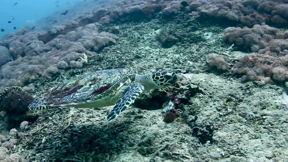 Hawksbill Sea Turtle Swimming Underwater Along the Coral Reef