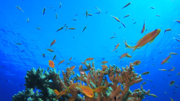 Reef Scene Corals and Fish alt