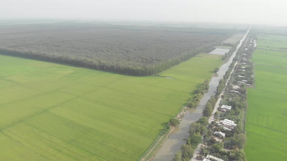 Aerial view of Tra Su forest tourist park Chau Doc among rice fields in the Mekong River Delta regio alt