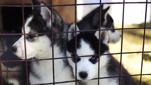 Purebred Husky Puppy in an Openair Cage at a Dog Farm Haskiland Near Kemerovo Russia alt