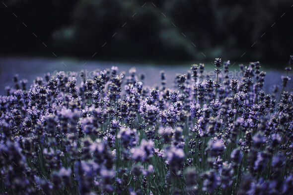 Purple Levander Field - Stock Photo - Images