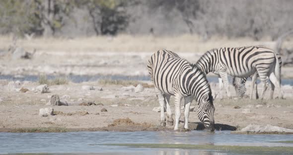 Zebras Drinking and Eating