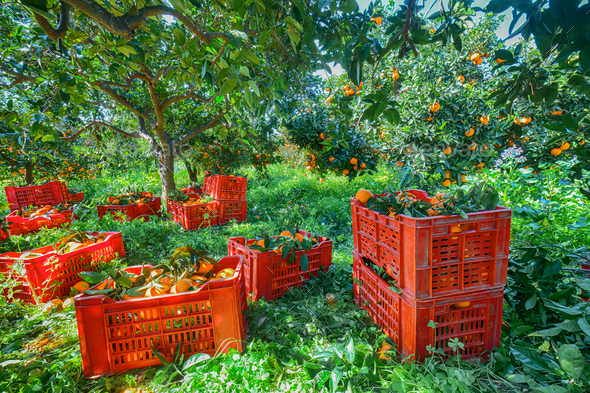 Red plastic fruit boxes full of oranges by orange trees during harvest season in Sicily