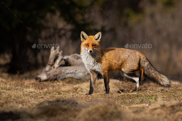 Beautiful red fox posing on the spring meadow with dead roe deer in background - Stock Photo - Images