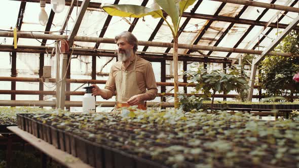 Senior Man Spraying Plants in Greenhouse Farm alt