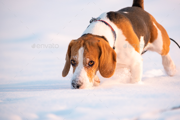 Sniff Beagle