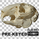 Rabbit Skull Spinning Prekeyed - VideoHive Item for Sale