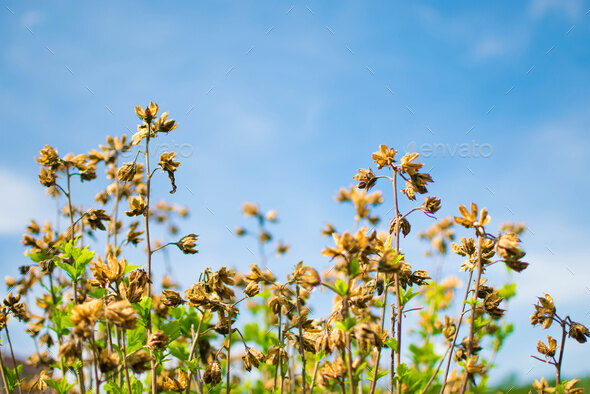 Dry Flowers and Clear Sky - Stock Photo - Images