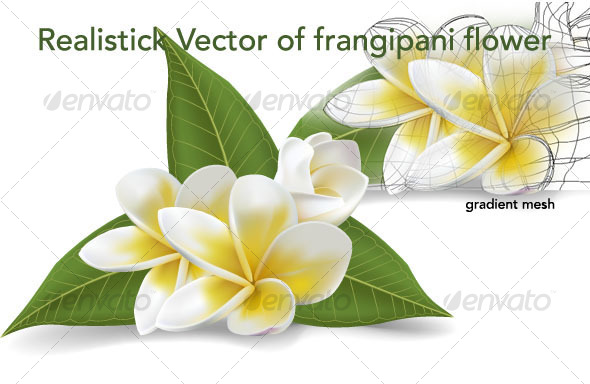 frangipani vector flowers - Flourishes / Swirls Decorative