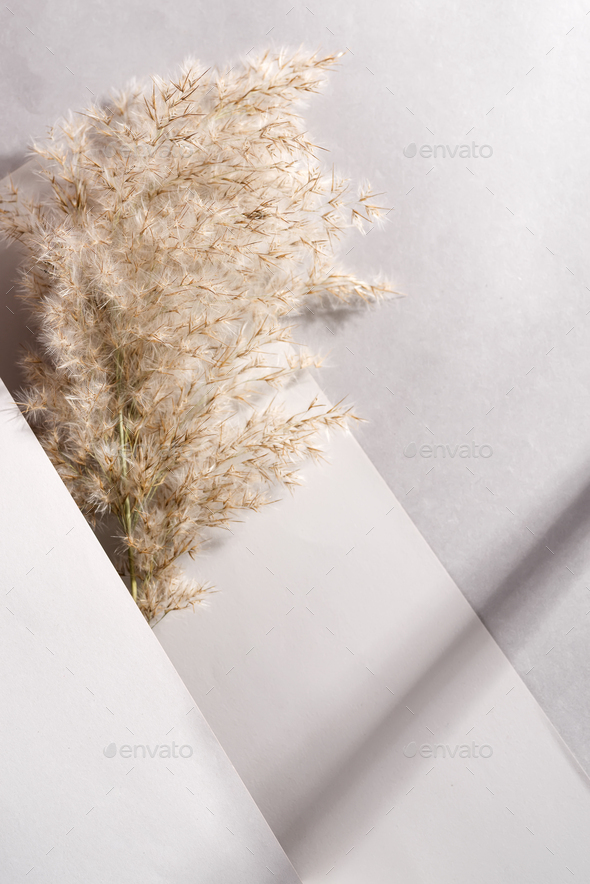 reeds neutral beige color on shadows gray background. Scandinavian minimal  trend . Stock Photo by lyulkamazur