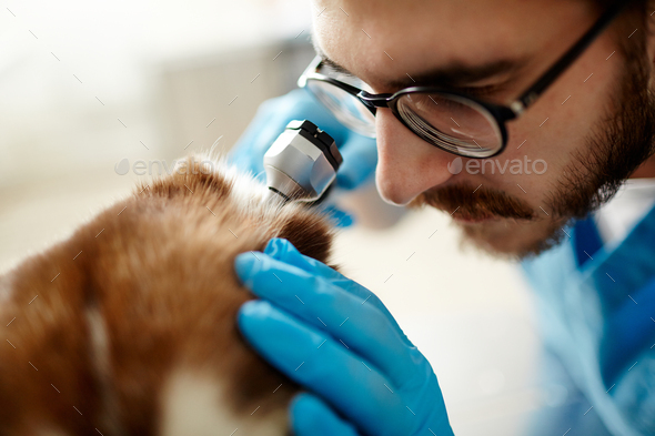 Ear check-up - Stock Photo - Images