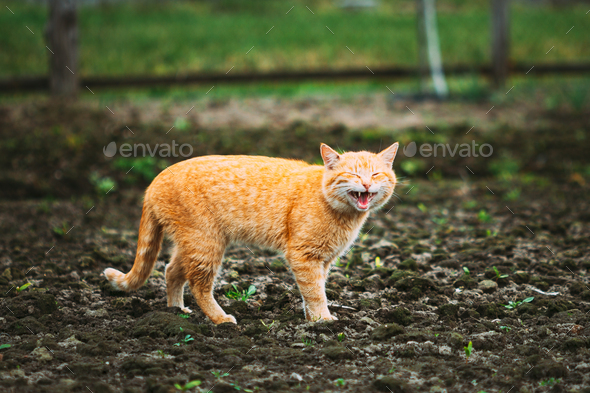 1,600+ Ginger Cat Meow Stock Photos, Pictures & Royalty-Free