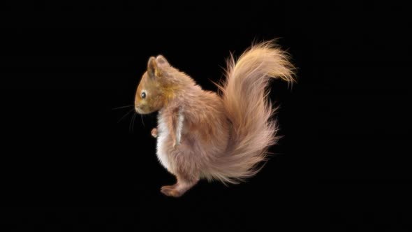 72 Squirrel Dancing HD alt