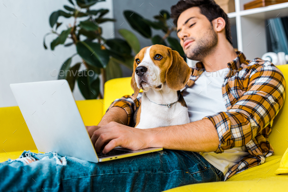 handsome young man using laptop on yellow sofa with beagle dog