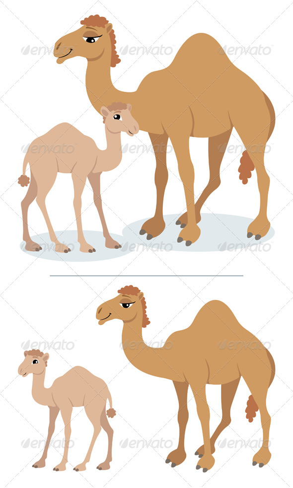 Camels - Animals Characters