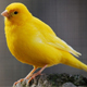 Canary