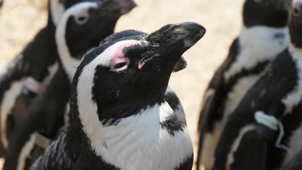 Funny Black and White Penguins Looking Up and Enjoying Their Lives in Summer