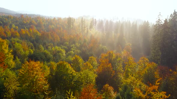 Aerial View of a Bright Autumn Forest on the Slopes of the Mountains at Sunrise alt