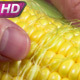Checking The Quality Of Corn Grains - VideoHive Item for Sale