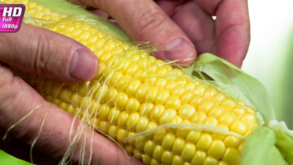 Checking The Quality Of Corn Grains alt