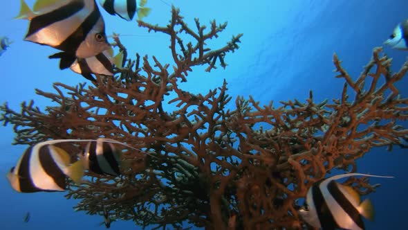 Coral Reefs Seascape Butterflyfish alt