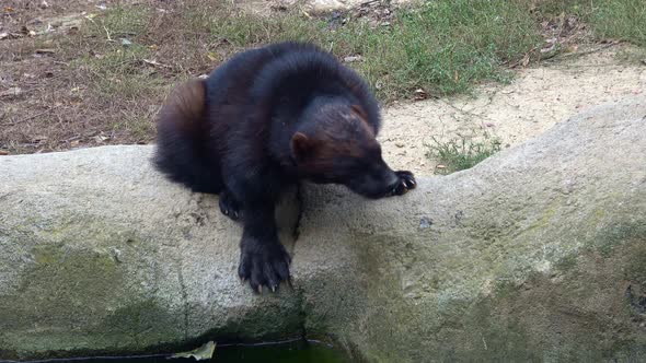 Wolverine close up portrait while drinking. (Gulo gulo)