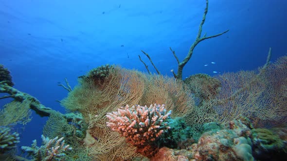 Tropical Underwater Reef