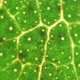 Green Leaf Analysis - VideoHive Item for Sale