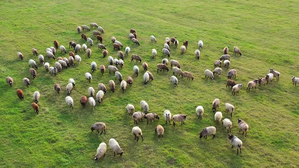 Sheep graze on a green meadow. Animals with wool eat grass on the slope. Lovely lambs. alt