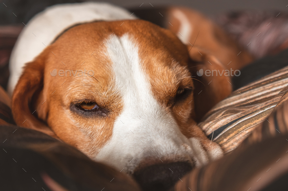 beagle muzzle