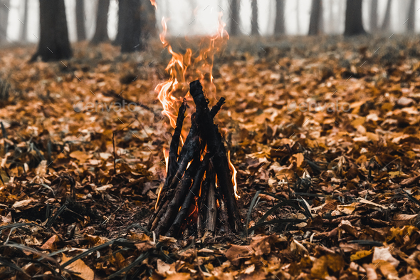 Bonfire in the forest in the evening - Stock Photo - Images