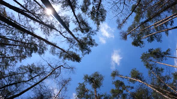 Walking Through the Forest with Pine Trees During the Day POV Slow Motion alt