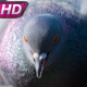 Pigeons Feed In City Park - VideoHive Item for Sale