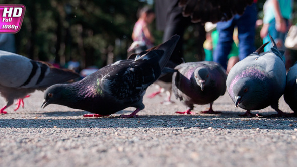 Pigeons Feed In City Park alt